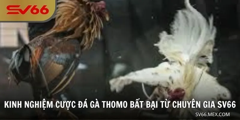 Kinh nghiệm cược đá gà Thomo bất bại từ chuyên gia SV66
