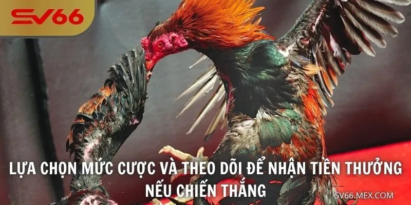Lựa chọn mức cược và theo dõi để nhận tiền thưởng nếu chiến thắng