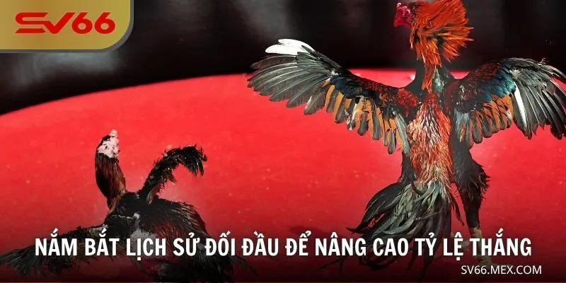 Nắm bắt lịch sử đối đầu để nâng cao tỷ lệ thắng
