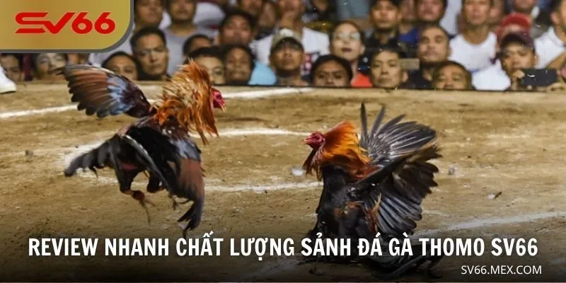 Review nhanh chất lượng sảnh đá gà Thomo SV66