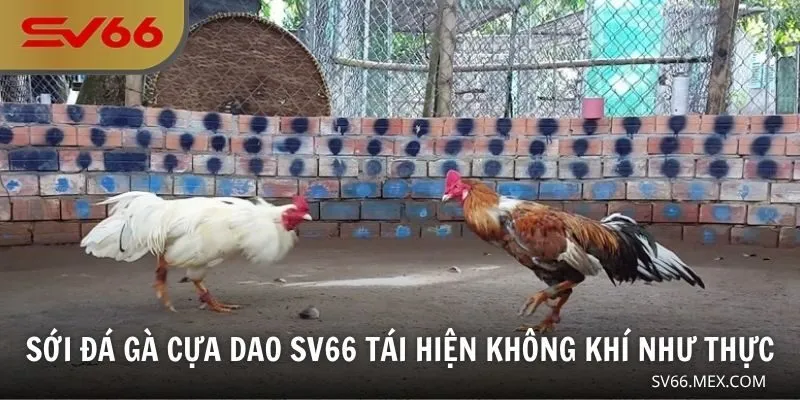 Sới đá gà cựa dao SV66 tái hiện không khí như thực