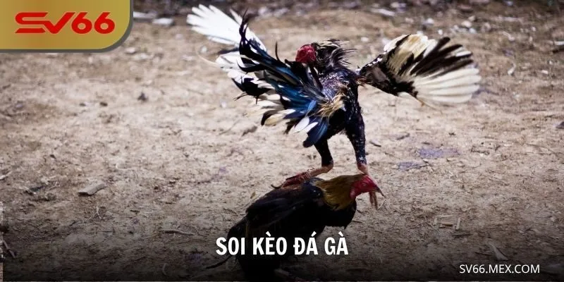Soi Kèo Đá Gà